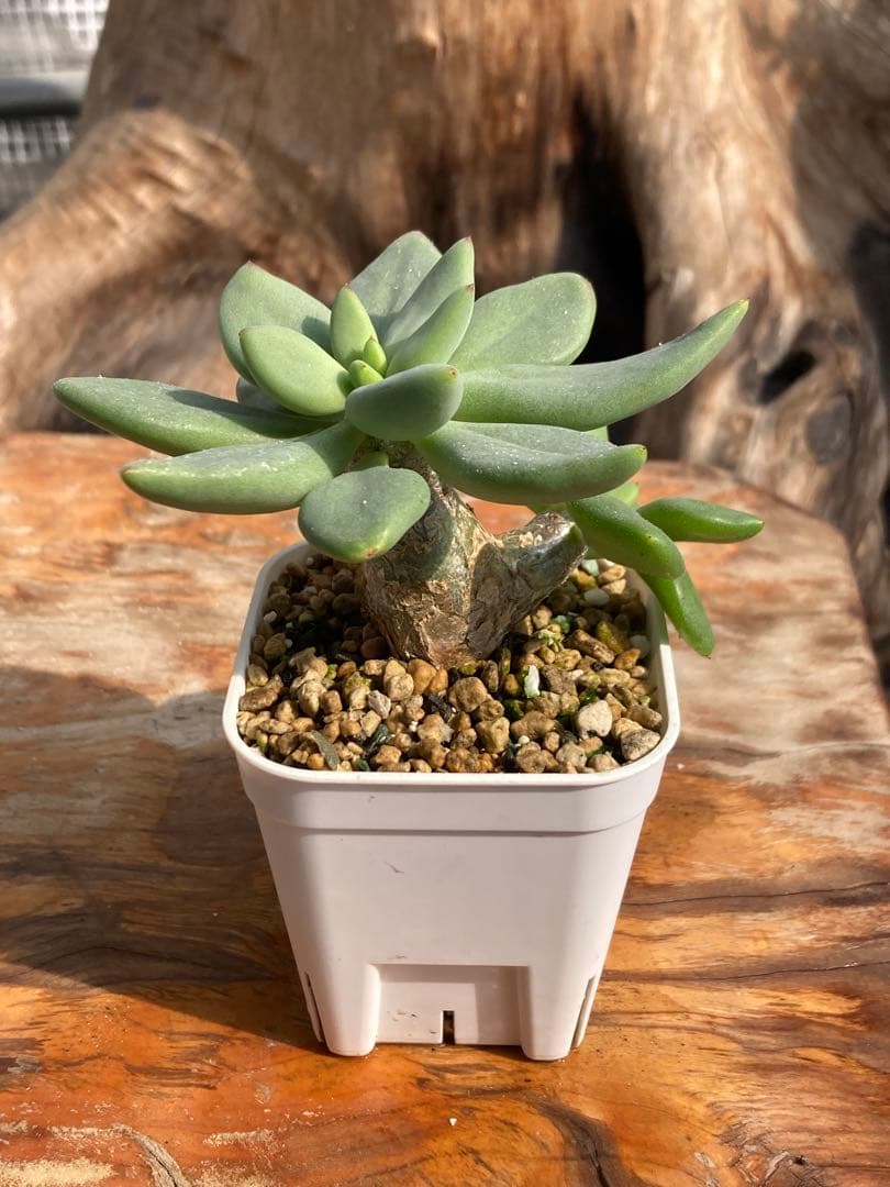 実生　万物想　チレコドン レティキュラータス　丸葉の美株