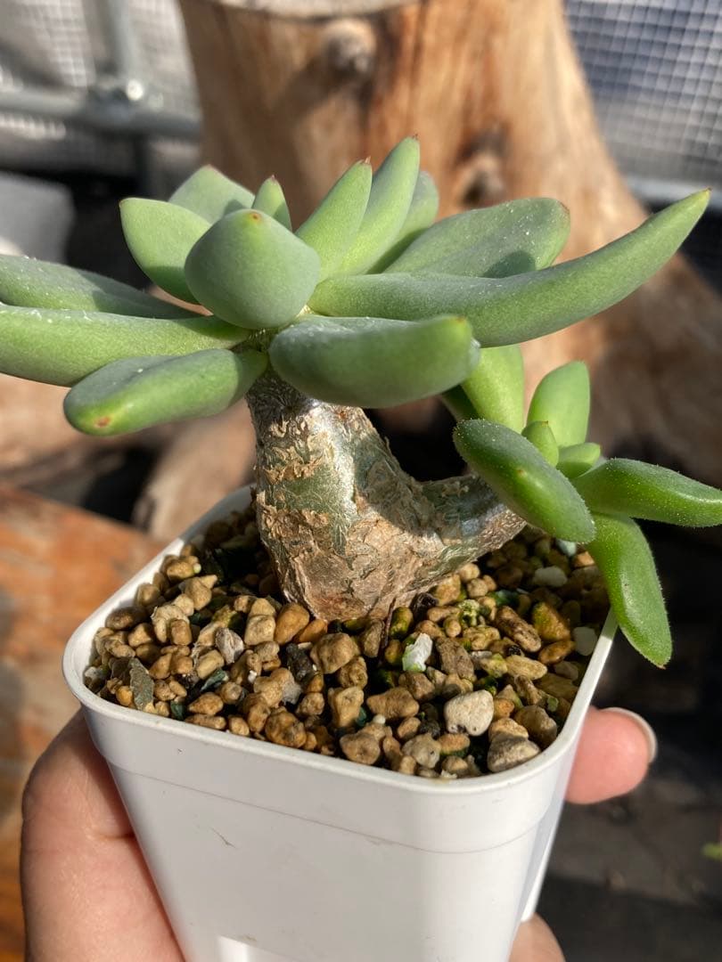 実生　万物想　チレコドン レティキュラータス　丸葉の美株