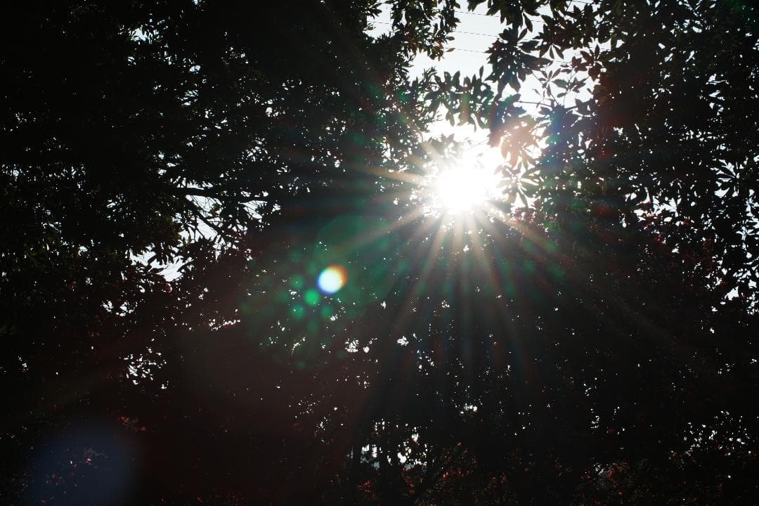 【整備＆テスト済】Nikon Ai-s Nikkor 50mm F1.2 673