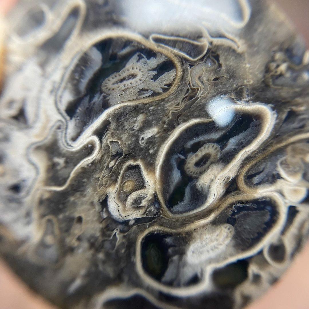 ペトリファイド パームウッド（珪化木）　ルース　天然石　化石　a10058