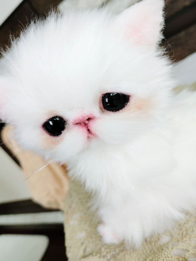 エキゾチックショートヘア♡子猫♡モモちゃん♡アートドール♡ぬいぐるみ♡