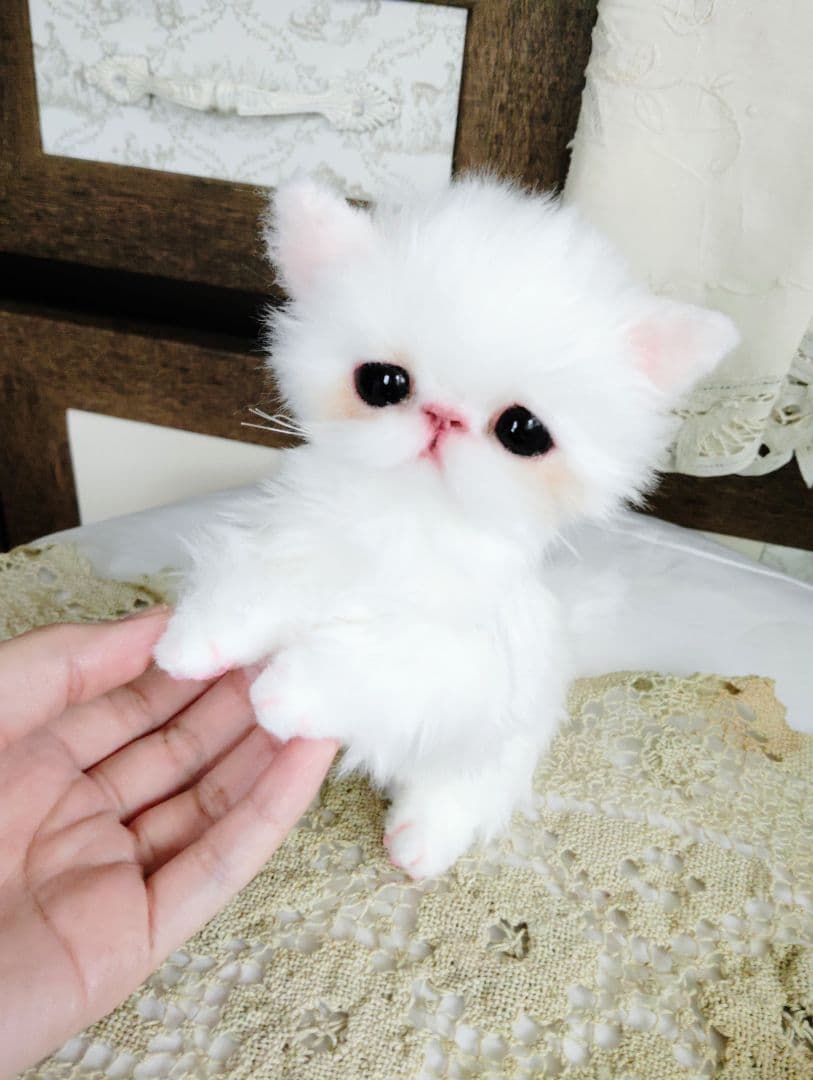 エキゾチックショートヘア♡子猫♡モモちゃん♡アートドール♡ぬいぐるみ♡