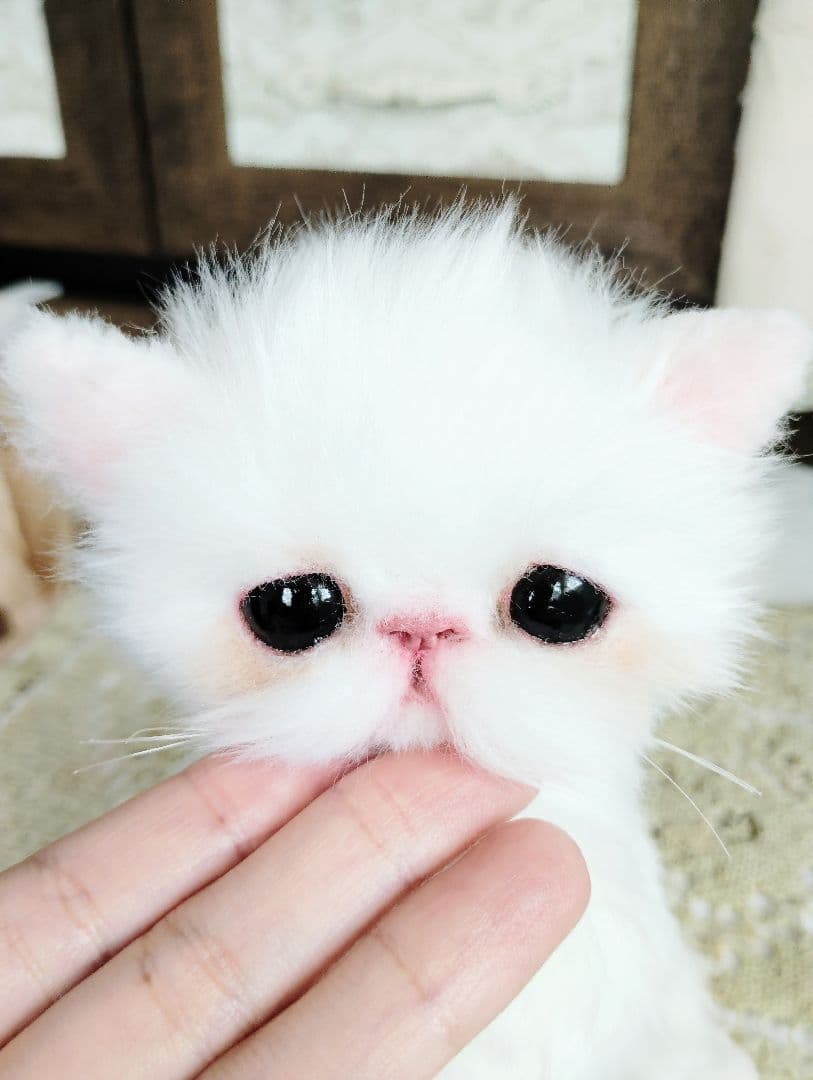 エキゾチックショートヘア♡子猫♡モモちゃん♡アートドール♡ぬいぐるみ♡