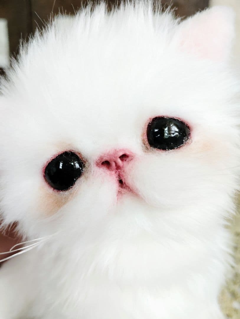 エキゾチックショートヘア♡子猫♡モモちゃん♡アートドール♡ぬいぐるみ♡