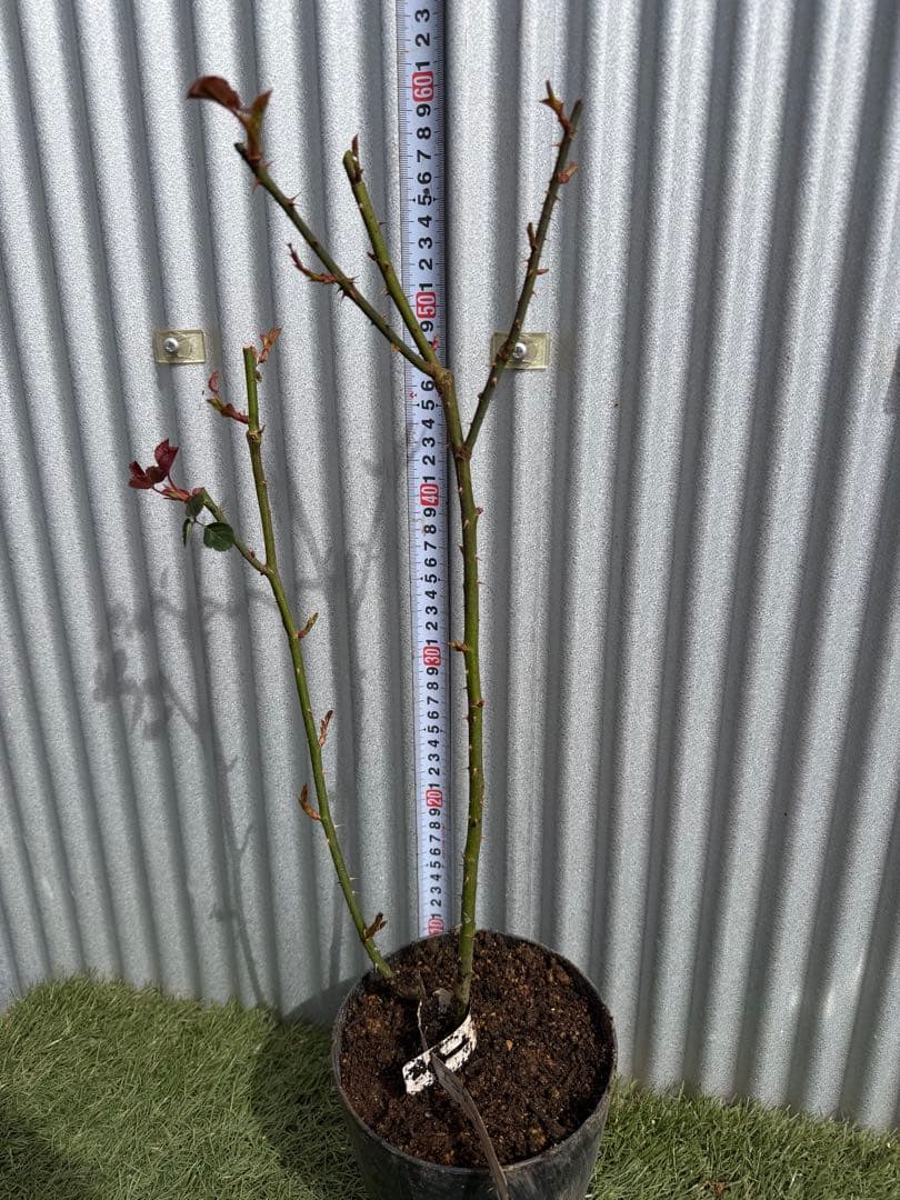 ピンクオリジナルの花木60cmぐらい