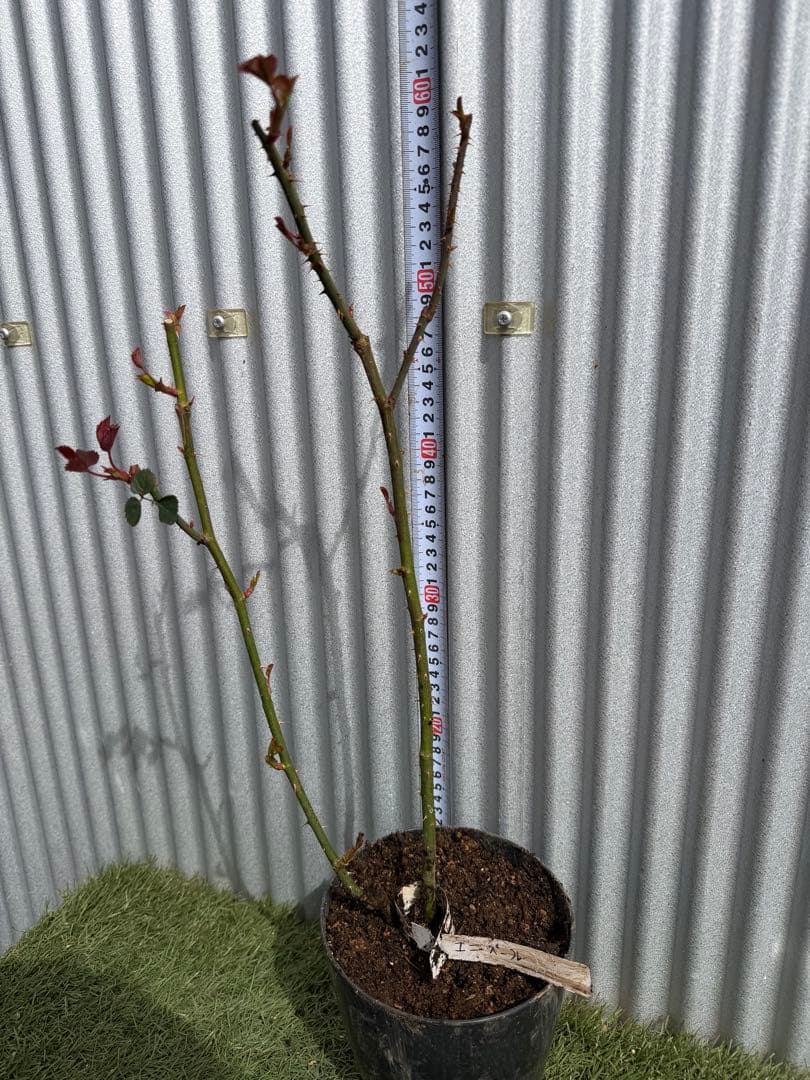 ピンクオリジナルの花木60cmぐらい