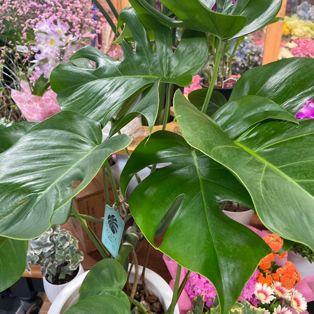 モンステラ 8号 観葉植物 インテリア 人気 大型