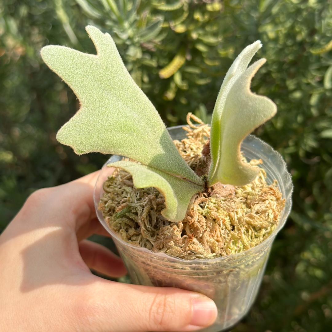 ビカクシダ P.Willinckii cv. White Rose spore 06