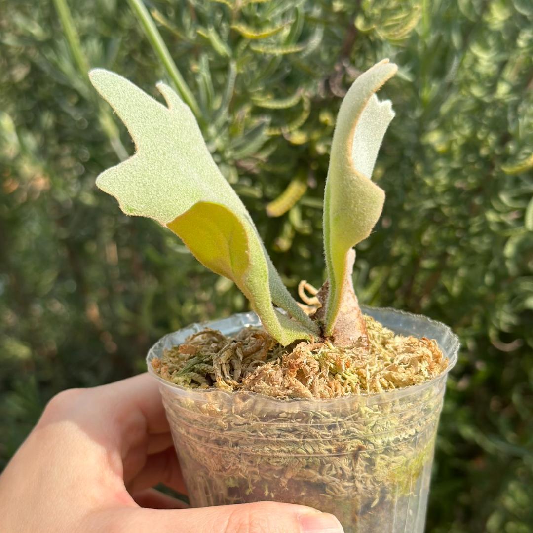 ビカクシダ P.Willinckii cv. White Rose spore 06