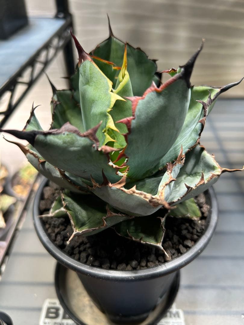 アガベ　B.B. ブラックアンドブルー