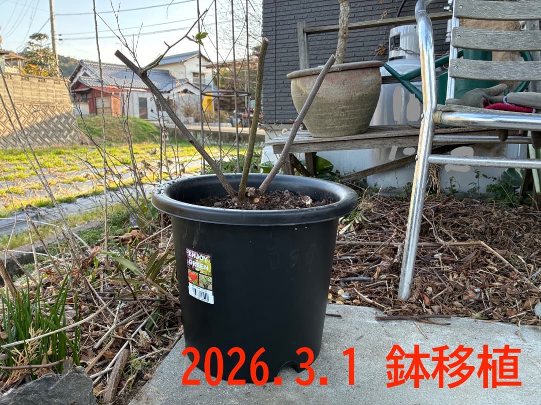 鉢植えバラ ER【スノーグース】　イングリッシュローズ