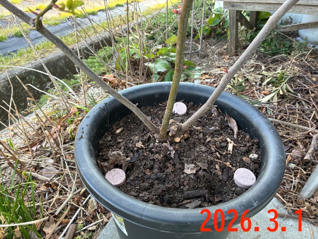 鉢植えバラ ER【スノーグース】　イングリッシュローズ