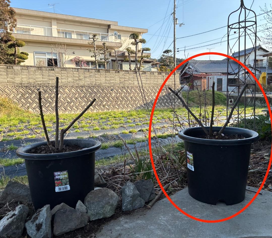 鉢植えバラ ER【スノーグース】　イングリッシュローズ