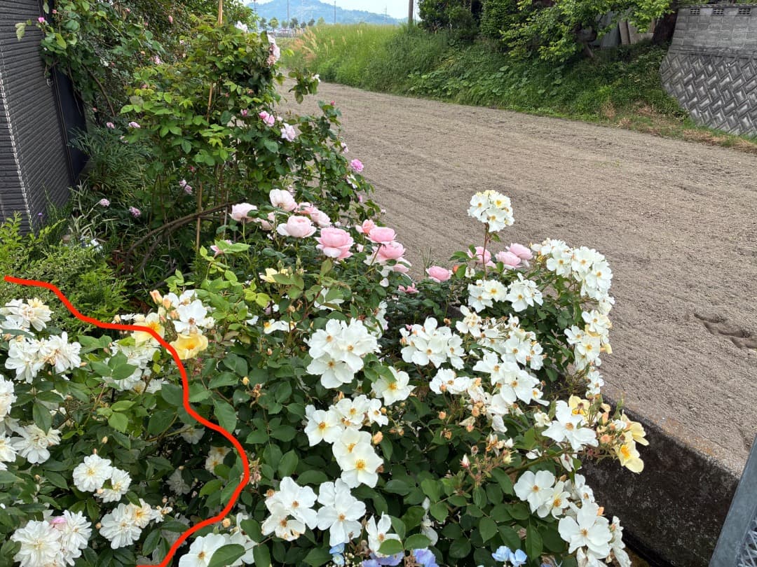 鉢植えバラ ER【スノーグース】　イングリッシュローズ
