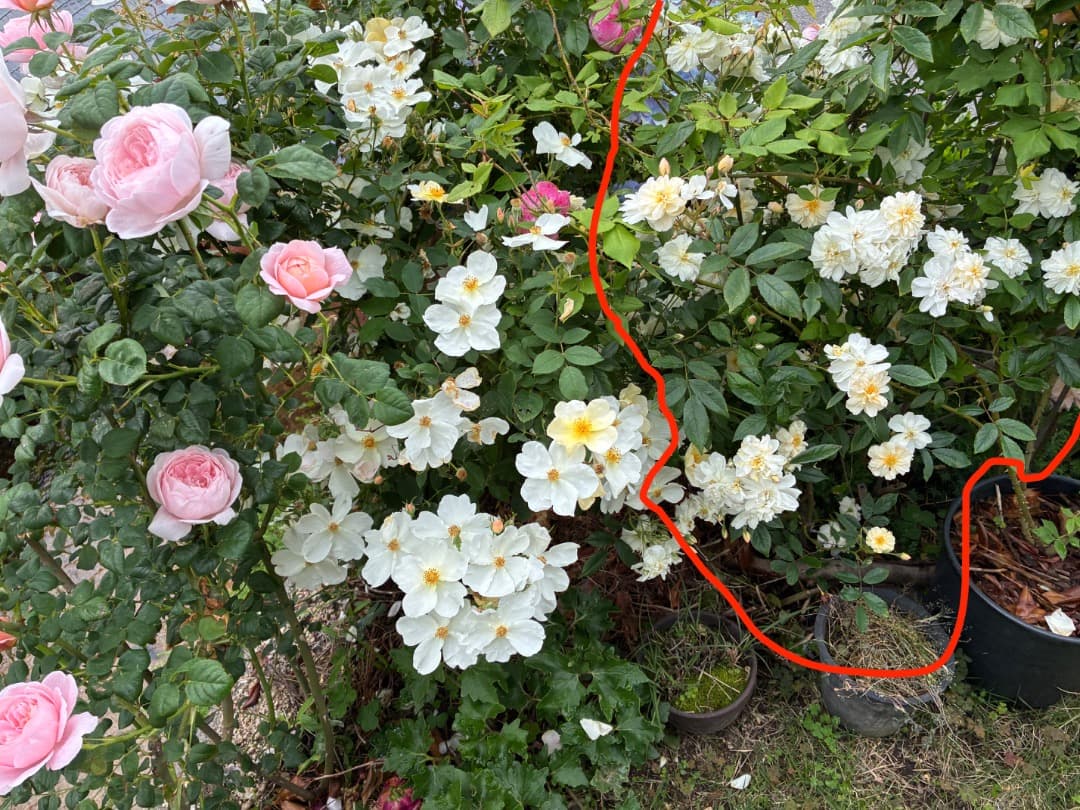 鉢植えバラ ER【スノーグース】　イングリッシュローズ