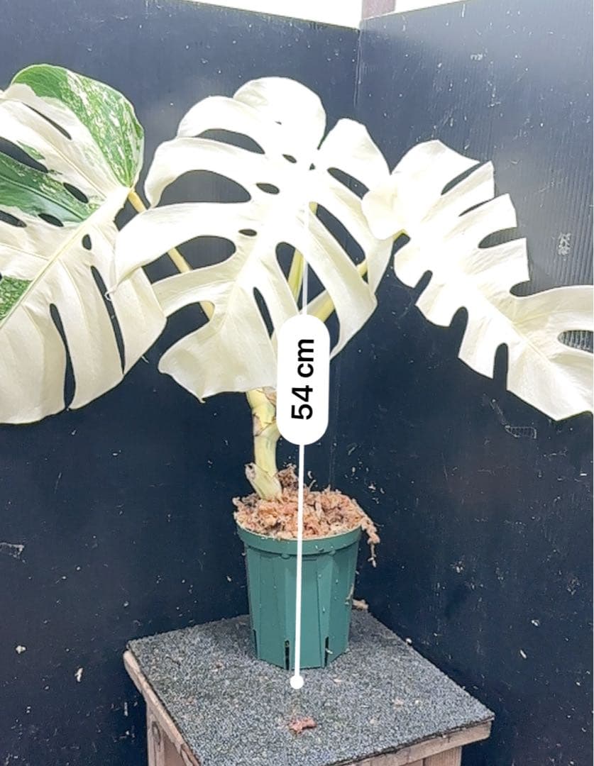 斑入りモンステラ ホワイトタイガーフルムーン極美大株54cm白斑多