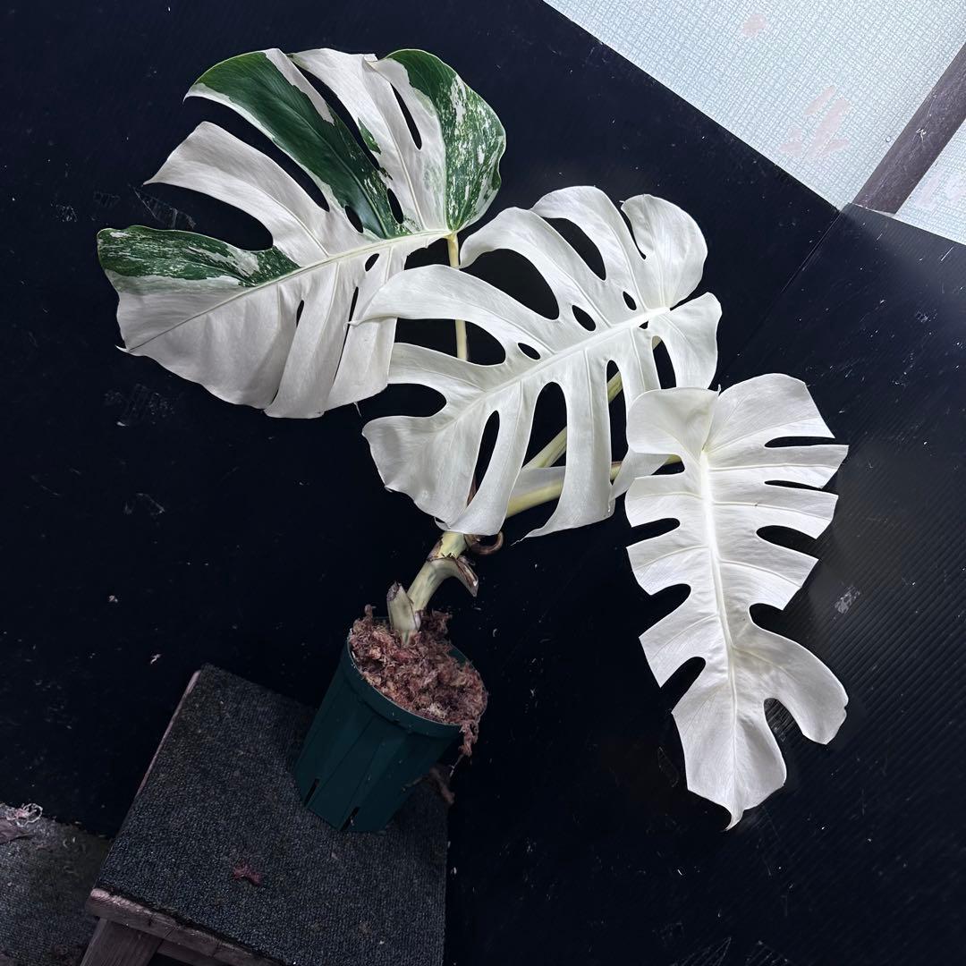 斑入りモンステラ ホワイトタイガーフルムーン極美大株54cm白斑多