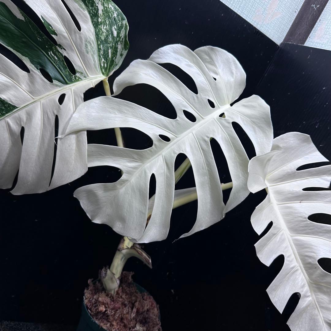 斑入りモンステラ ホワイトタイガーフルムーン極美大株54cm白斑多