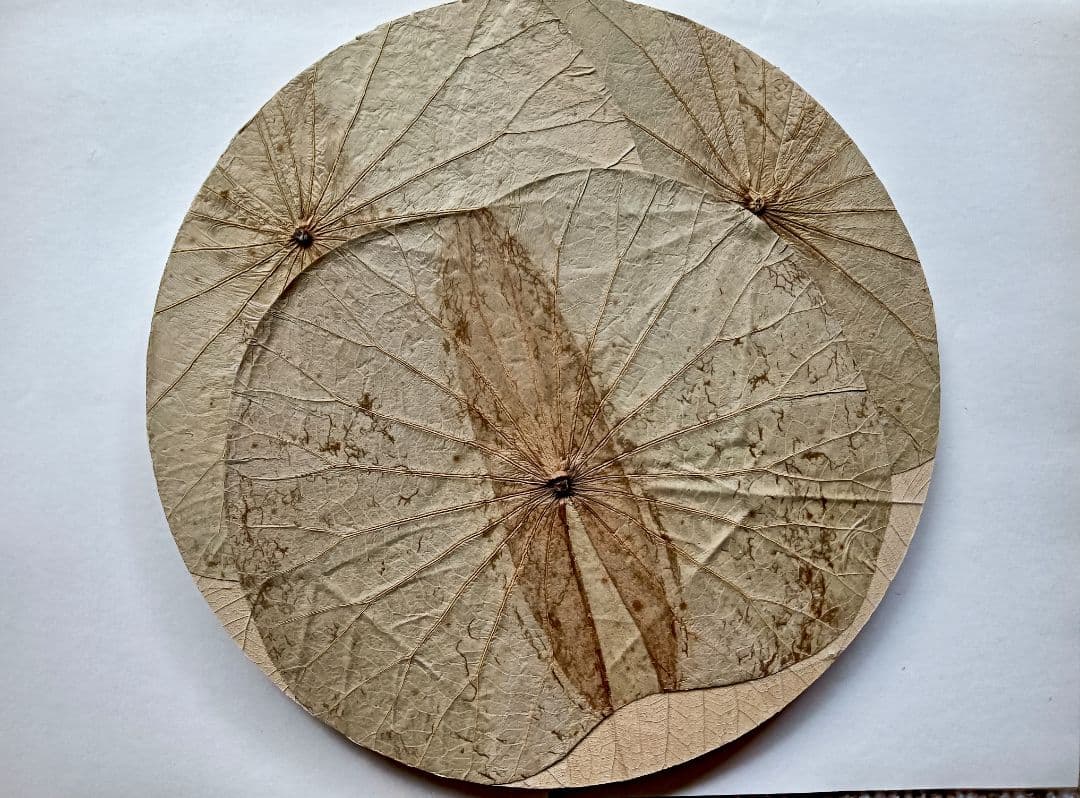 ボタニーペインティングのセット※おまけパネル追加