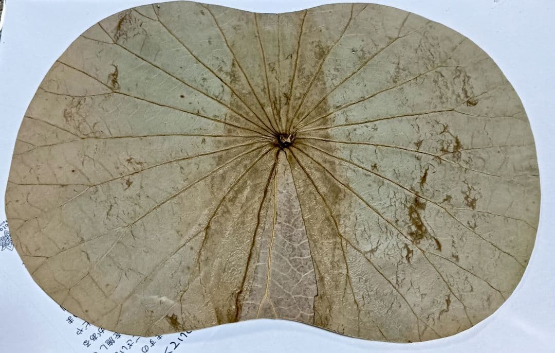 ボタニーペインティングのセット※おまけパネル追加