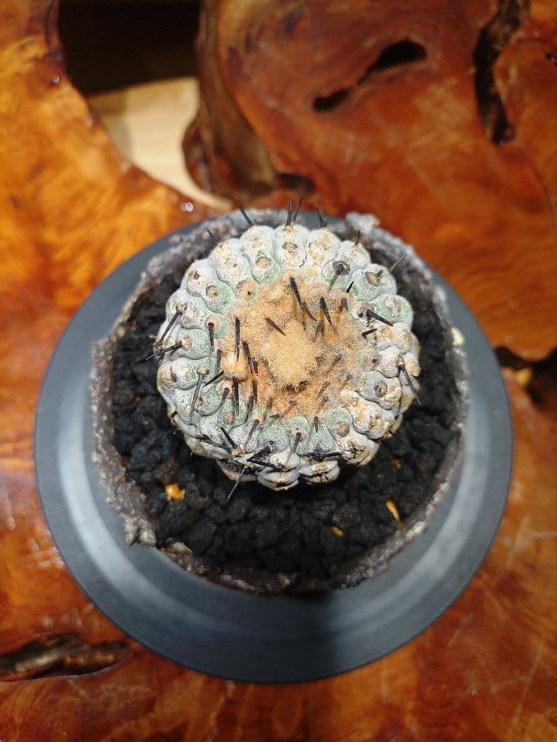 Copiapoa cinerea columna-alba 発根済 コピアポア