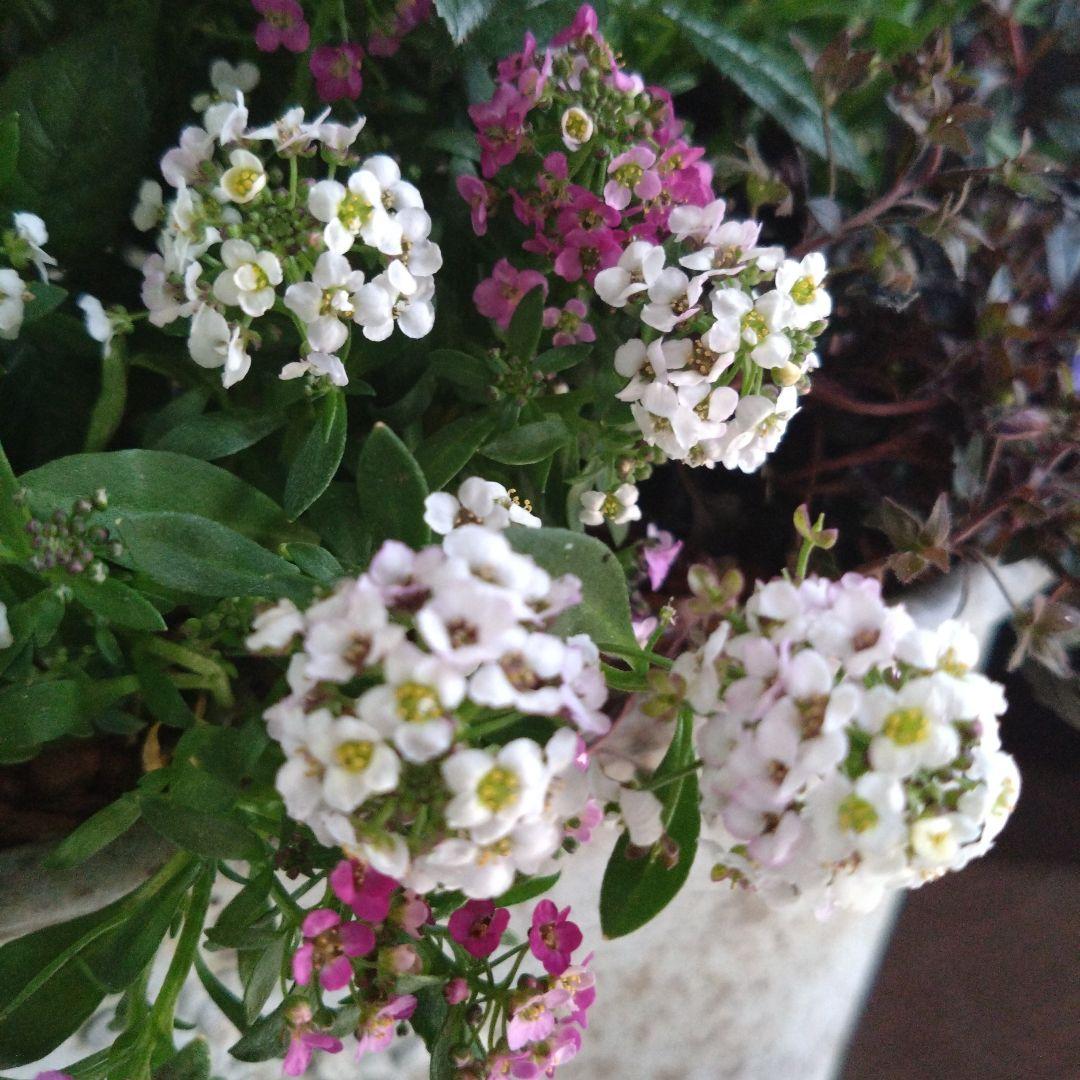 寄せ植え　マーガレット　鉢花