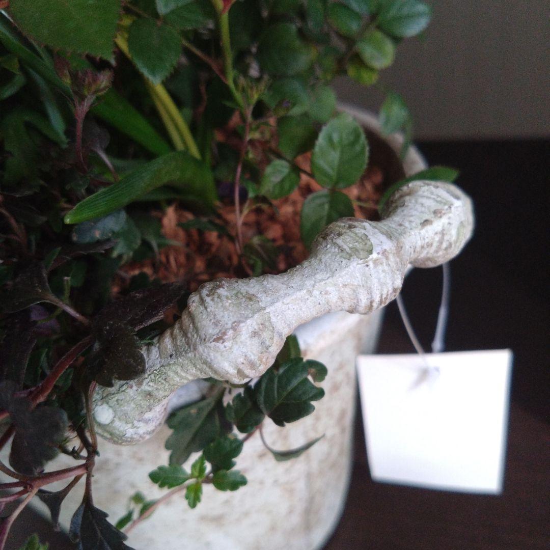 寄せ植え　マーガレット　鉢花