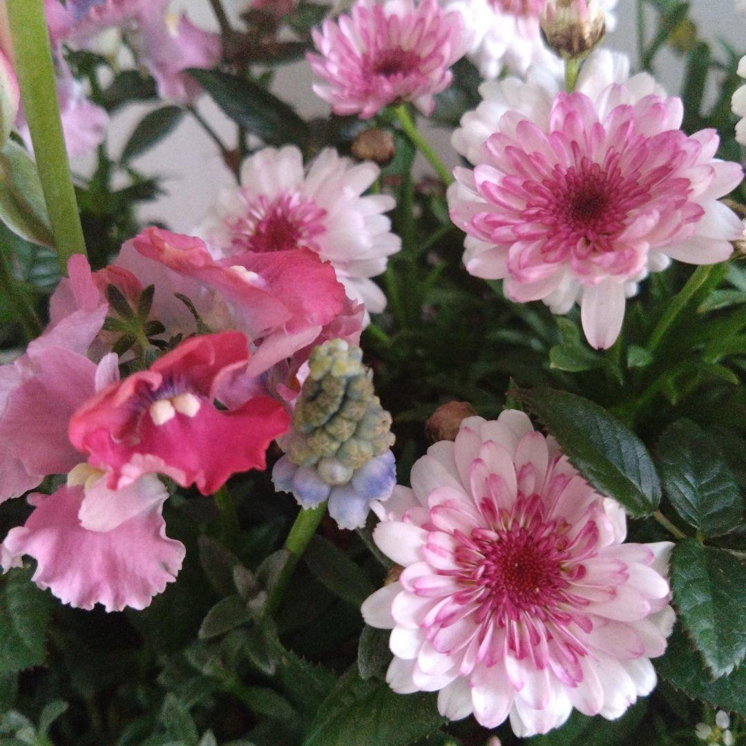 寄せ植え　マーガレット　鉢花