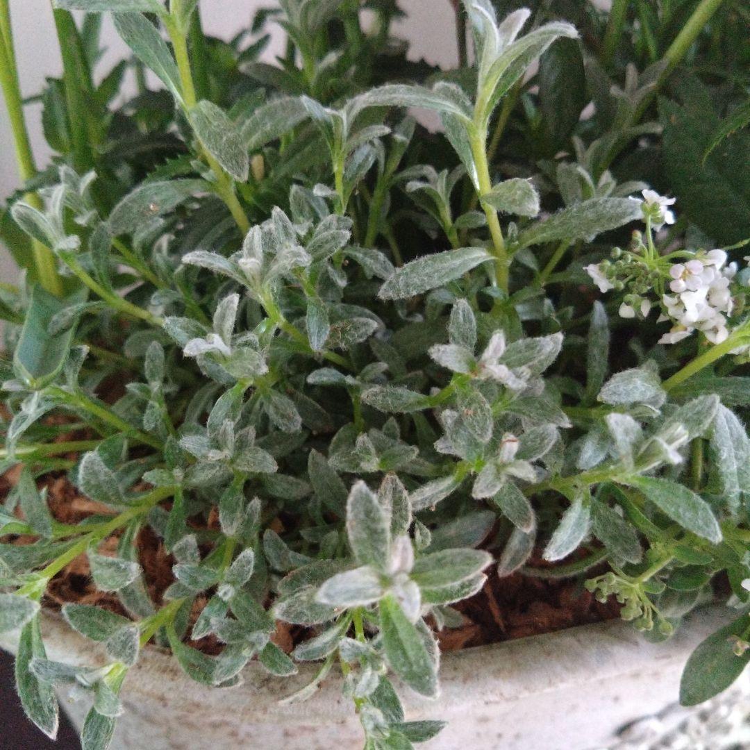 寄せ植え　マーガレット　鉢花