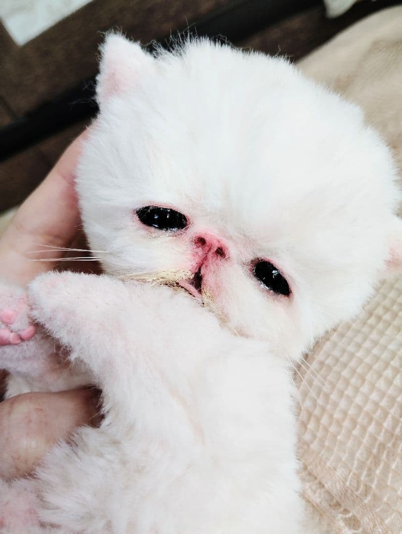 ママ〜ミルクちょうだい♡生後10日♡エキゾ子猫ちゃん♡アートドール♡ぬいぐるみ♡