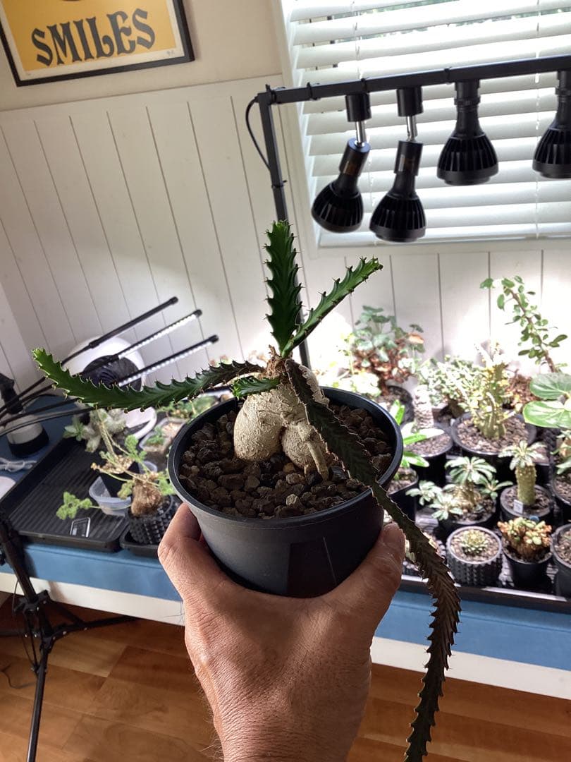 ユーフォルビア　ステラータ　飛竜　現地球