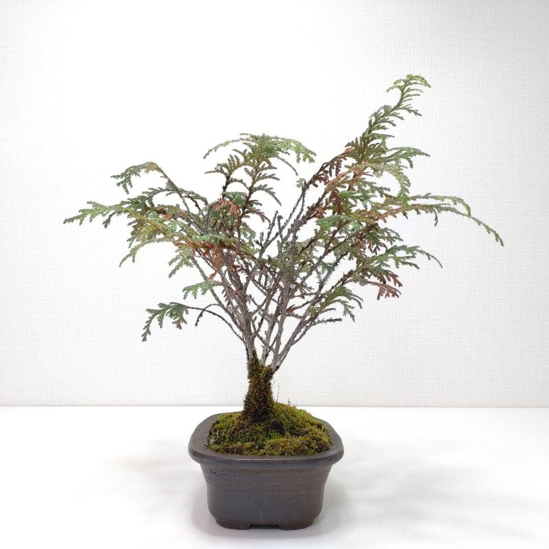 椹（サワラ）盆栽 SS005