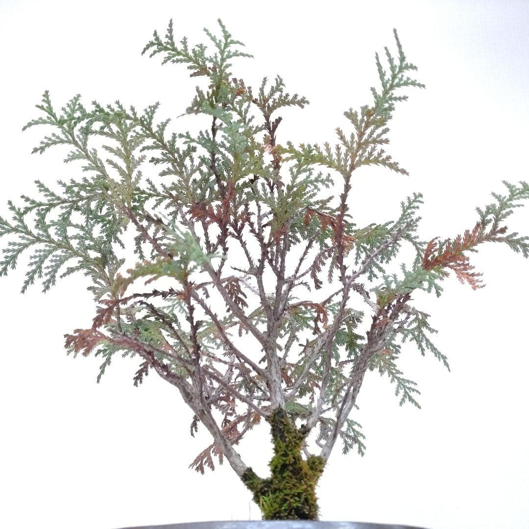 椹（サワラ）盆栽 SS005