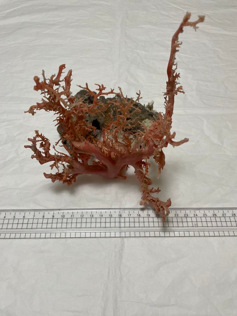 本珊瑚サンゴ、桃珊瑚、ピンク珊瑚原木の置物