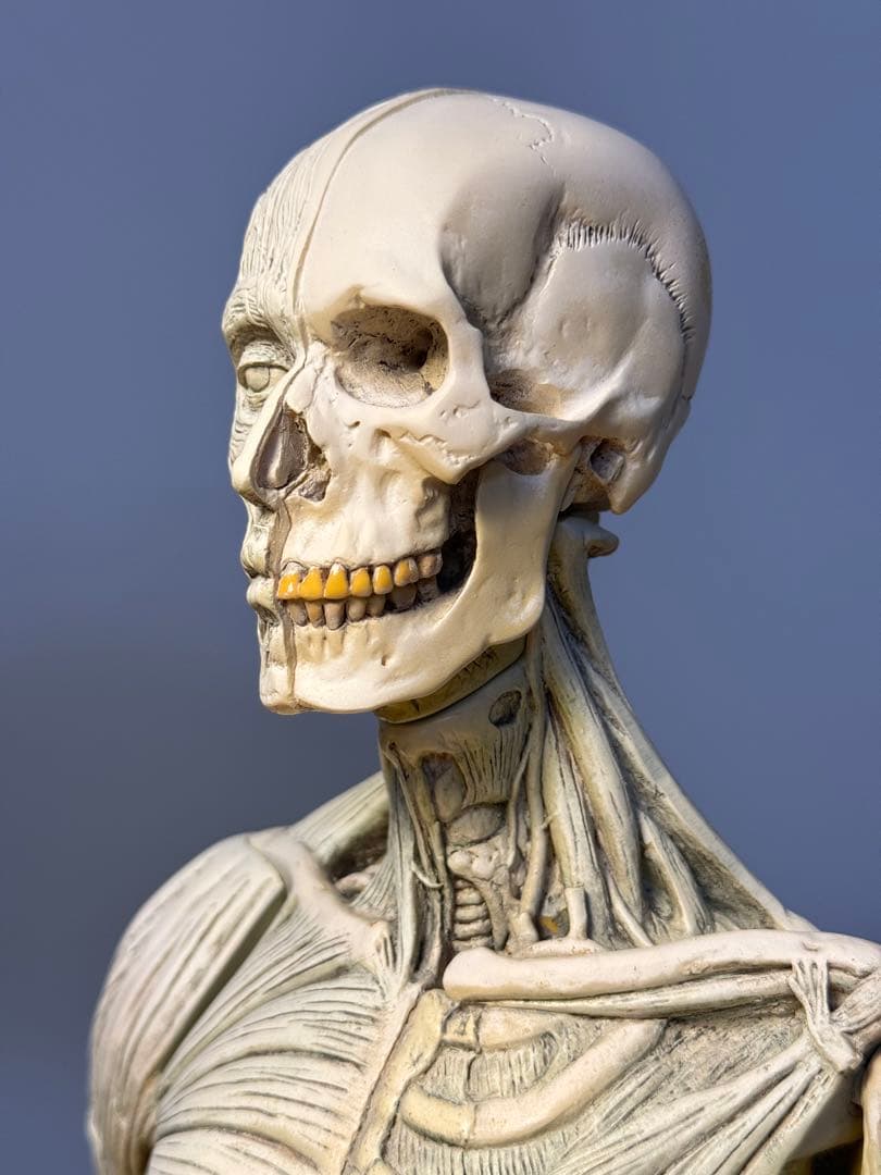 AnatomyTools MALE General use v1A 人体模型