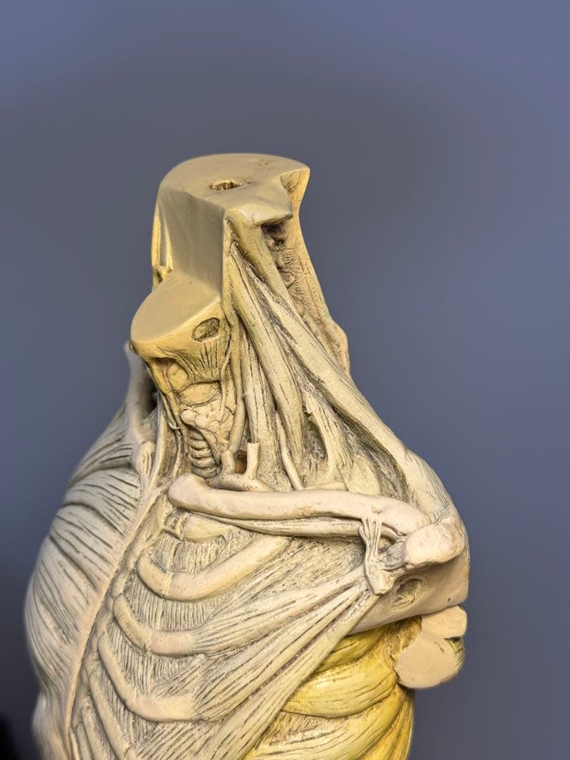 AnatomyTools MALE General use v1A 人体模型