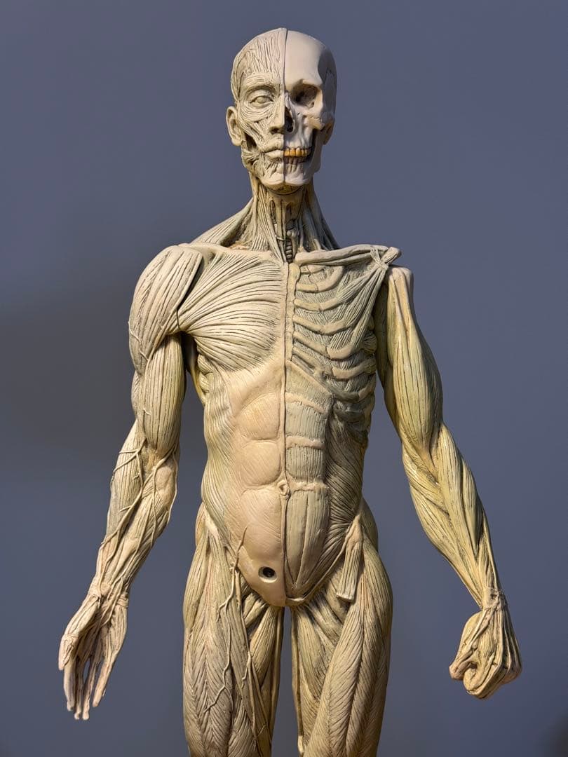 AnatomyTools MALE General use v1A 人体模型