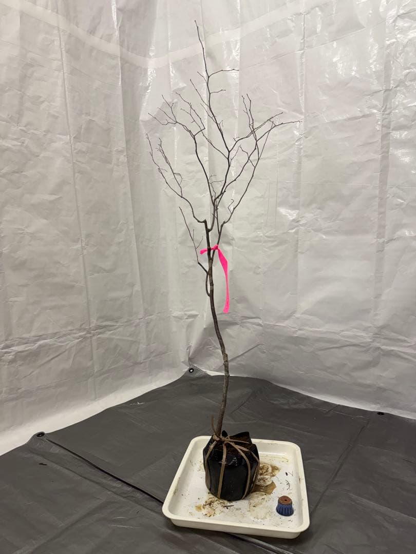 山採りナツハゼ　ナツハゼ1 H100cm W40cm
