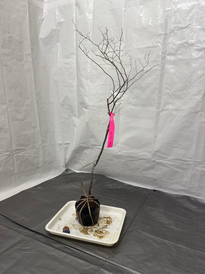 山採りナツハゼ　ナツハゼ1 H100cm W40cm