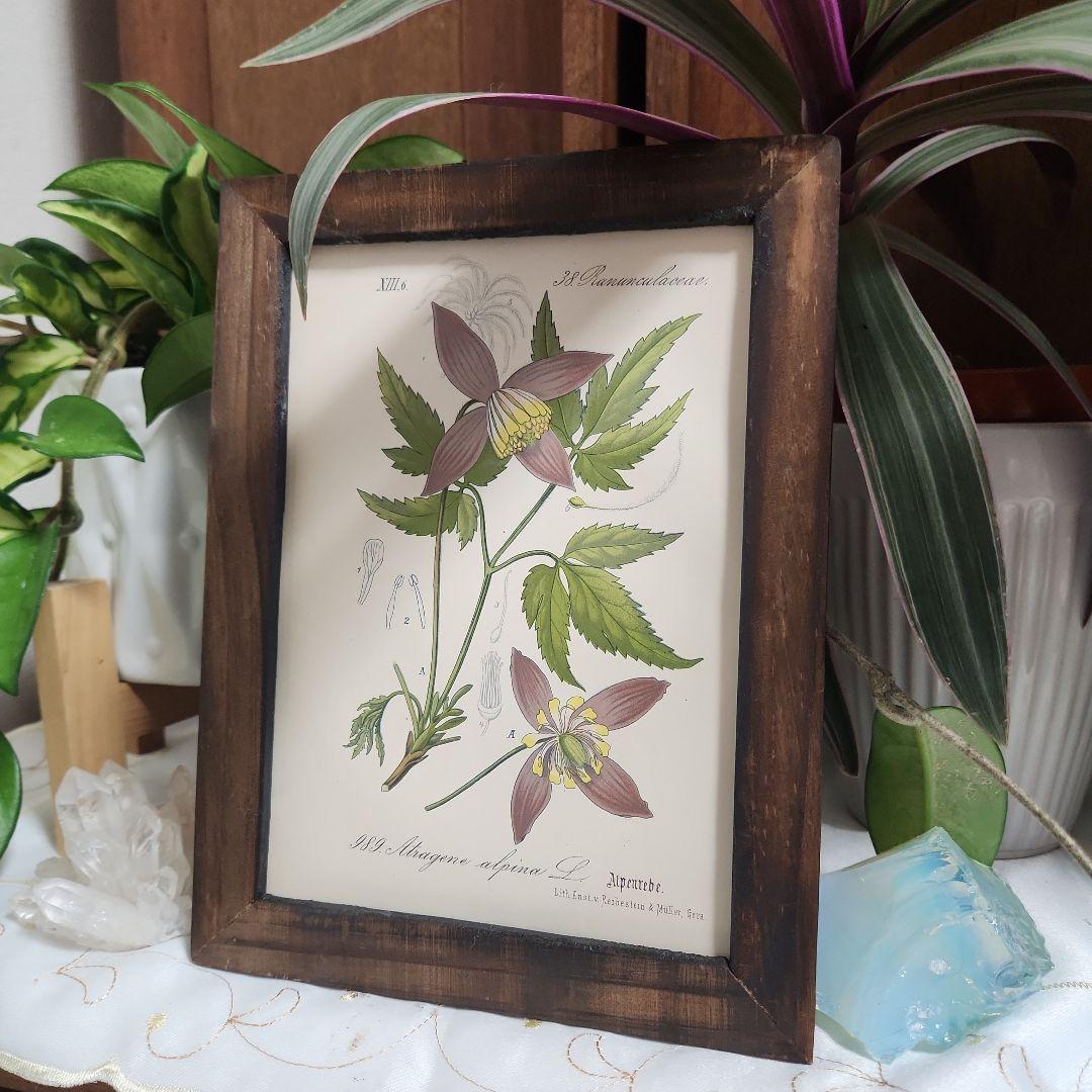 ボタニカルアート　植物画　アンティーク　リトグラフ　インテリア　植物図鑑　28