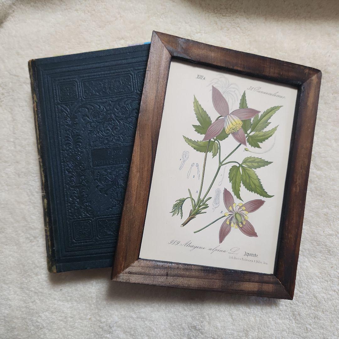 ボタニカルアート　植物画　アンティーク　リトグラフ　インテリア　植物図鑑　28