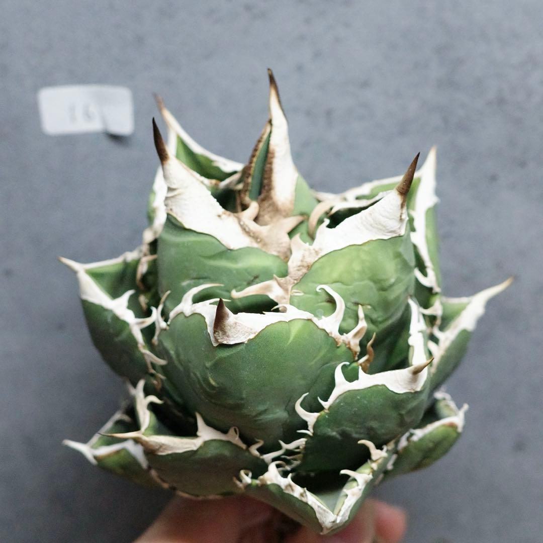 アガベ　チタノタ　オテロイ　SAD 太バンド　ボールタイプ　16