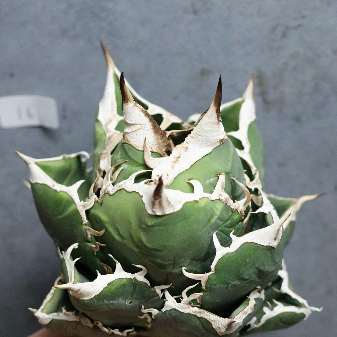 アガベ　チタノタ　オテロイ　SAD 太バンド　ボールタイプ　16