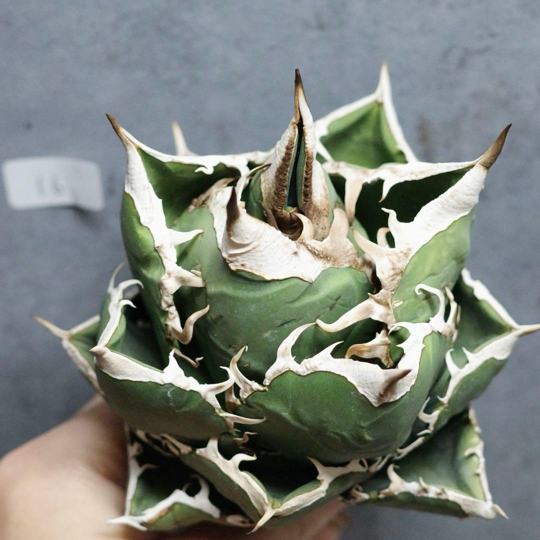 アガベ　チタノタ　オテロイ　SAD 太バンド　ボールタイプ　16