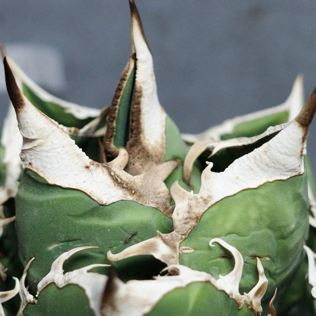 アガベ　チタノタ　オテロイ　SAD 太バンド　ボールタイプ　16