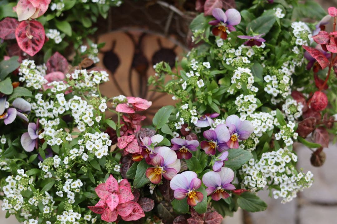 大人ピンクのリース型寄せ植え