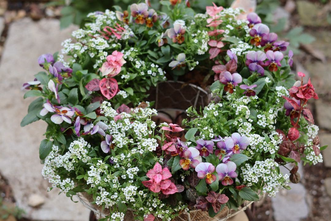 大人ピンクのリース型寄せ植え