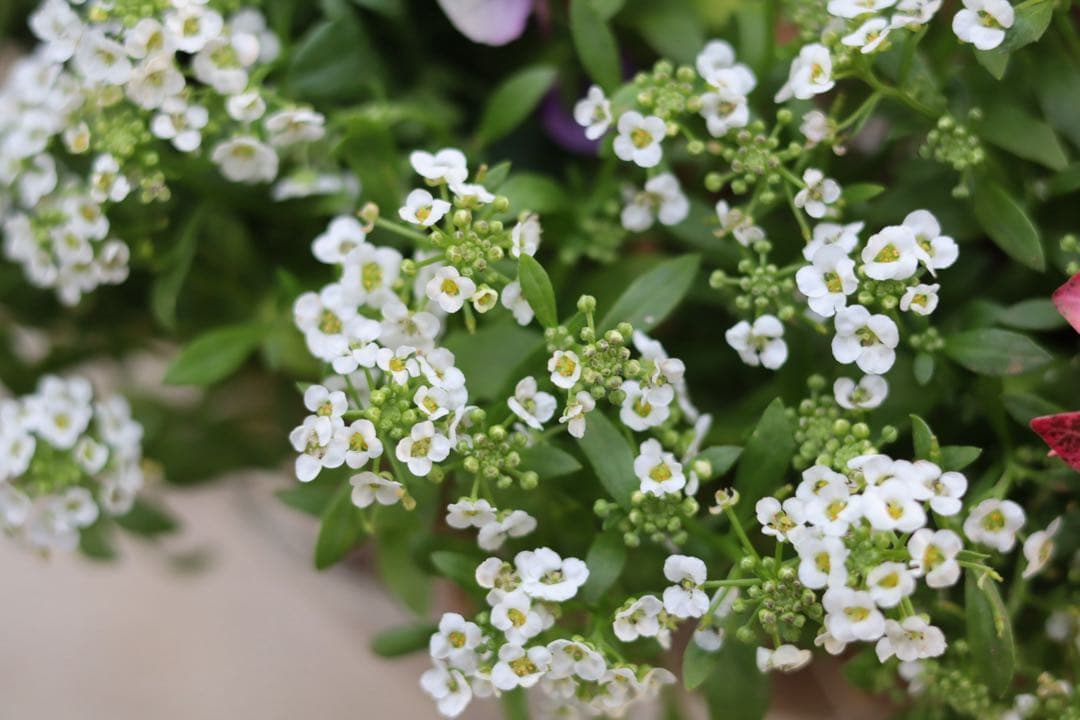 大人ピンクのリース型寄せ植え