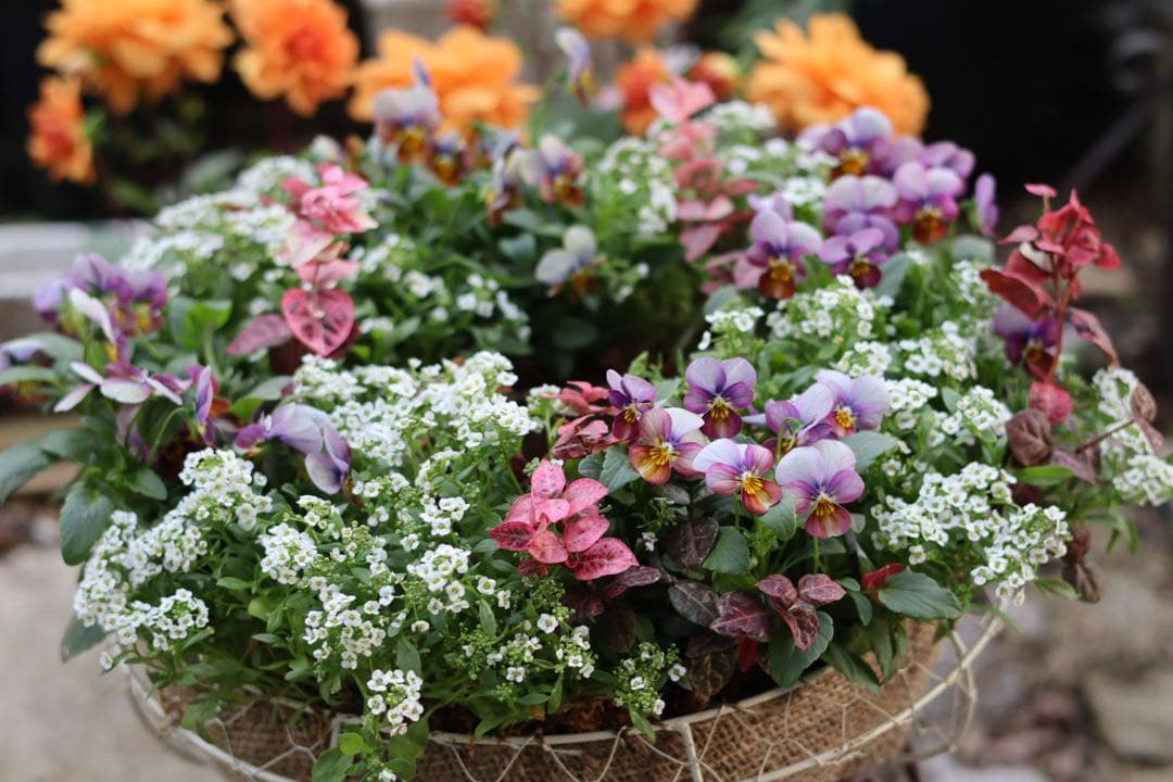 大人ピンクのリース型寄せ植え