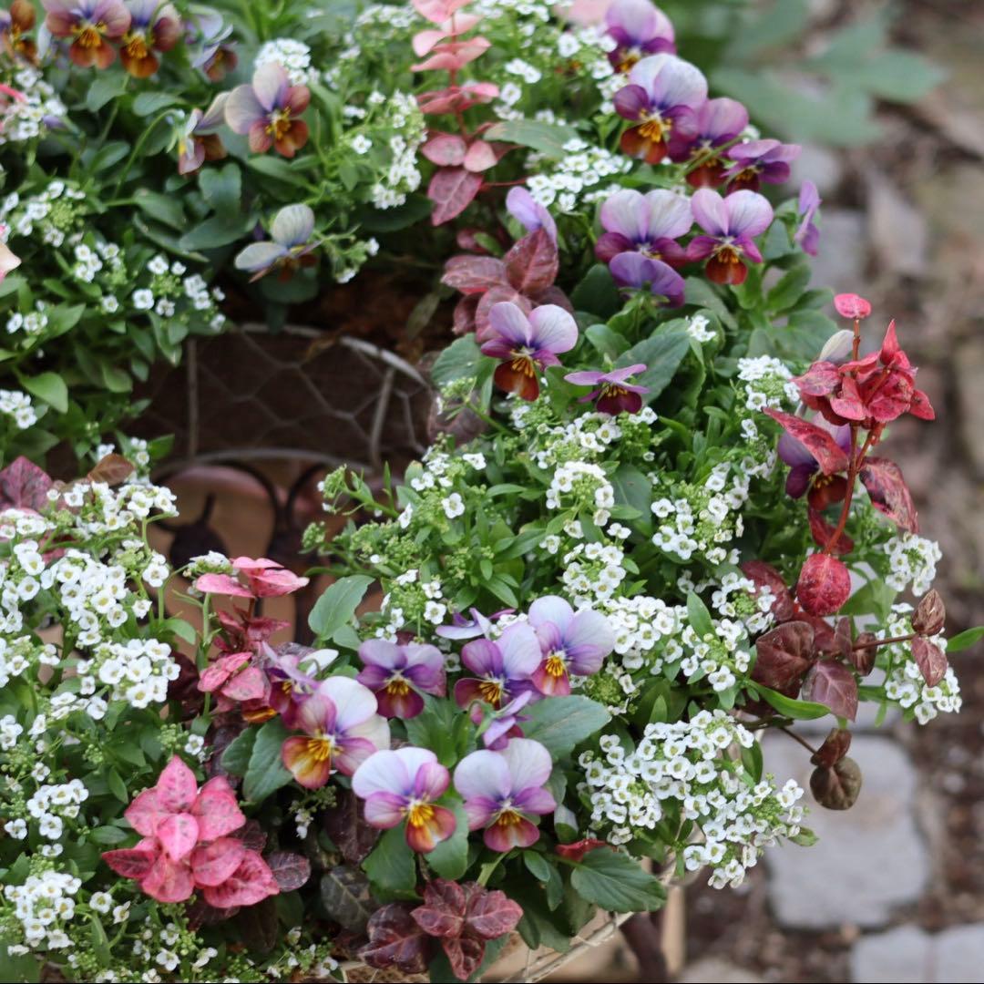 大人ピンクのリース型寄せ植え